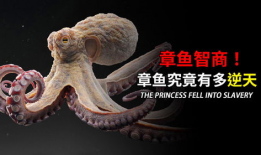 章鱼视频,探索海洋奥秘的视觉盛宴